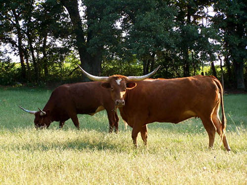 Terossa Ranch Dressing