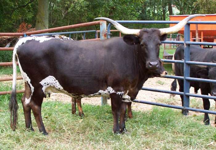 Blueberry Shortcake SF