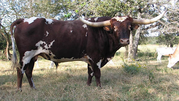 Wiregrass Smokin Gun